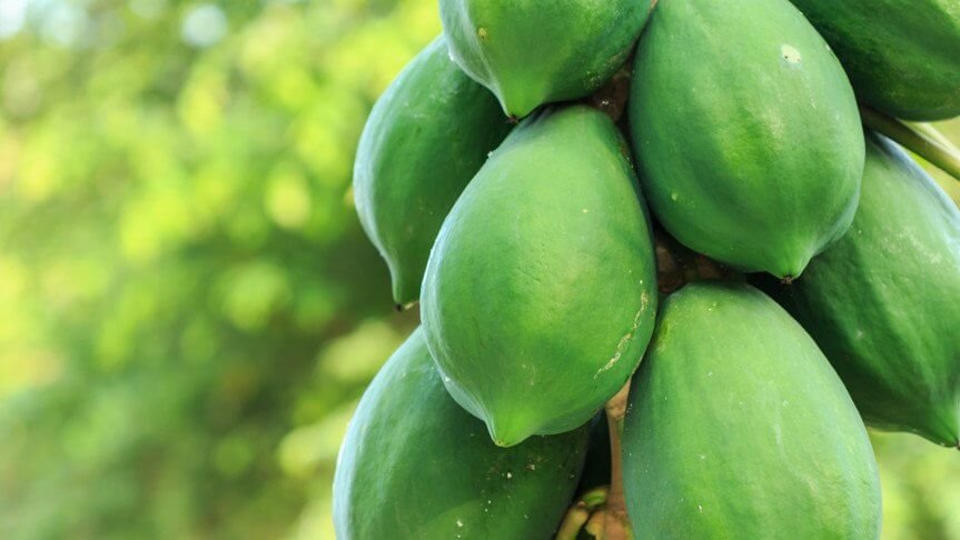 কাঁচা পেঁপে খান ৫ স্বাস্থ্য উপকারিতা পান 1