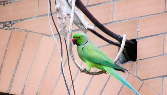 টিয়া পাখির অভয়ারণ্য বরিশাল বিশ্ববিদ্যালয়