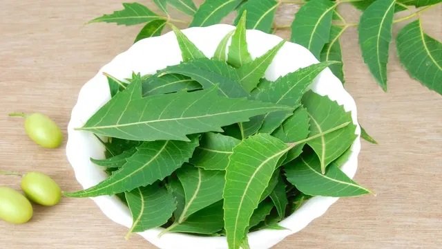 নিম পাতা